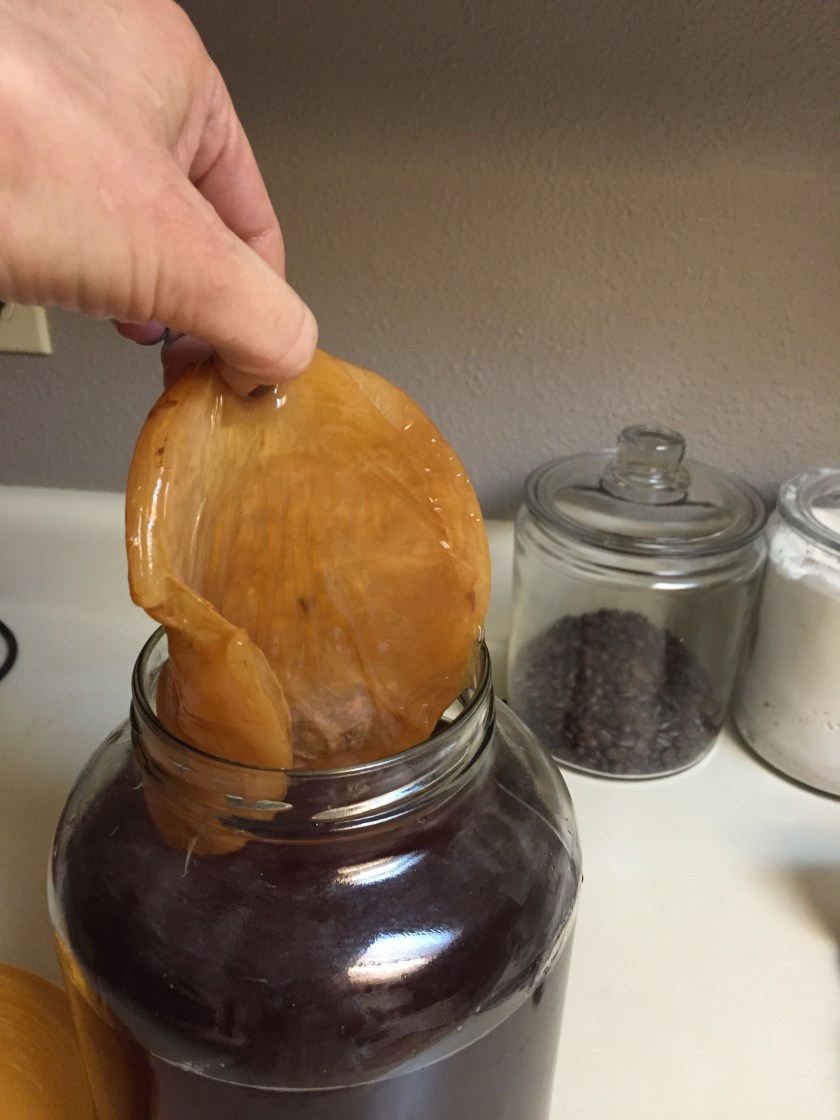 STEP THREE- Wash your hands, and gently lift the scoby out of your brewed kombucha.